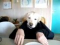 כלב עם ידיים אוכל