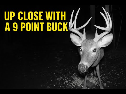 Up Close with a 9 Point Buck! | Rare Nighttime Deer Footage Inches from the Camera #viralvideo