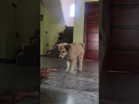 Dog funny video 🐶 #dog #puppy #puppies #dogfunnyvideos #pets #love