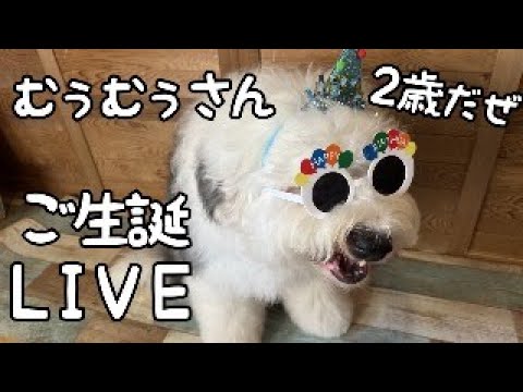 【祝♡】我が家の永遠やんちゃ坊主、むぅむぅさん2歳おめでとうLIVE!!|グレートピレニーズ&オールドイングリッシュシープドッグ&トイプードル