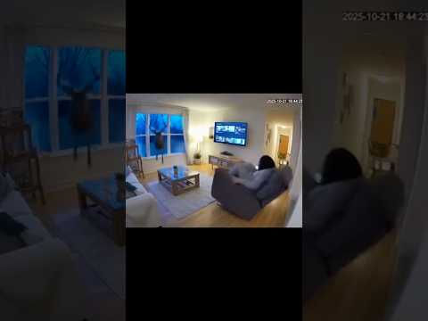 Caught on Camera: Wild Deer Crashes Through Living Room Window
