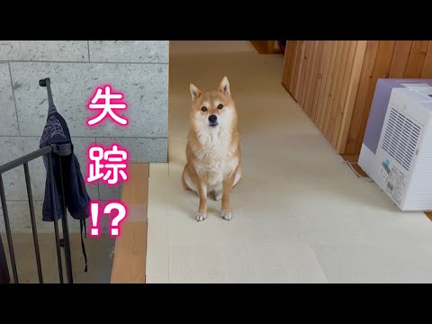 犬の動画サムネイル - 失踪！？買い物から帰宅したらママと弟柴犬がいませんでした…