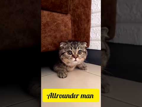 Injection 💉to cat 😺🐈 #shortvideo #viralvideo