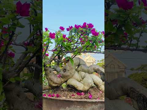 ngày 9 tháng 5, 2025