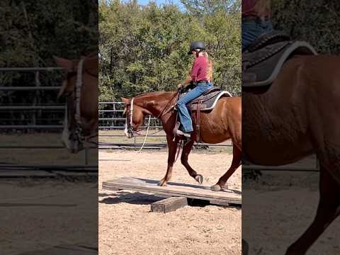 May’s first ridden obstacle challenge!! 🤩 #mustanghorse #equestrian #mhmayflower