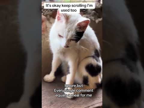 Donation link in bio #helpmeplease