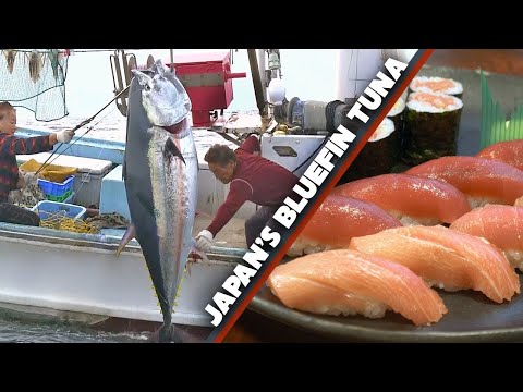 Bluefin Tuna (Maguro) Story | Fisherman to Sushi Shop ? ONLY in JAPAN