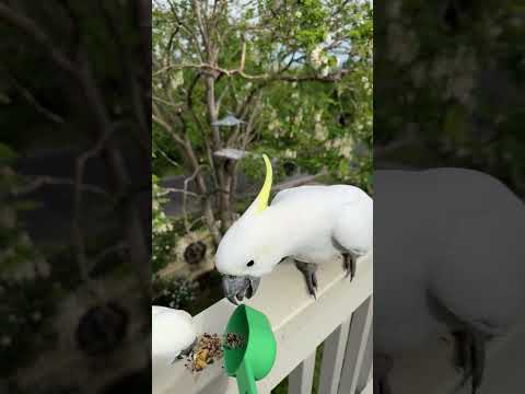 Hand Feeding Wild Cockatoos: Close Encounters and BIG Bites 🔴