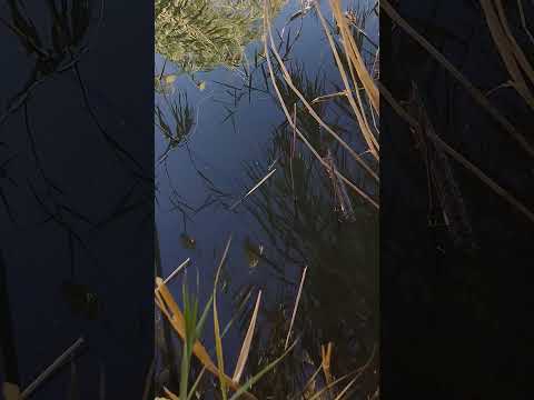 مناشده لصياده اثبتو وجودكم