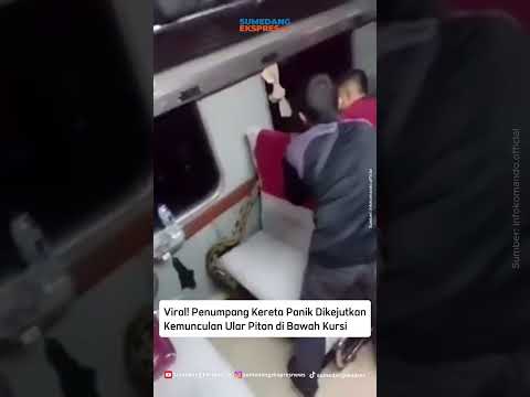 Viral! Penumpang Kereta Panik Dikejutkan Kemunculan Ular Piton di Bawah Kursi