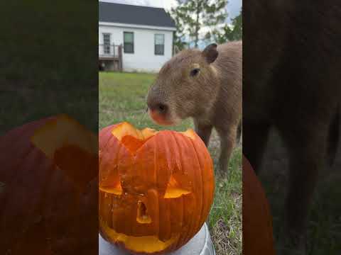 Cheesecake Likes Pumpkin