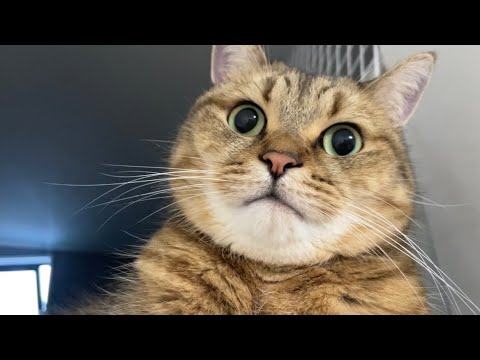猫の動画サムネイル - ちょっとでもイレギュラーな事があるとマネキン化して乗り過ごそうとする猫ww