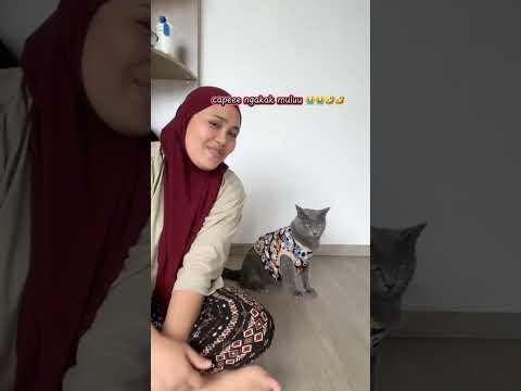 poby tantrum mulu dah #semuaorang #cat #pororo #fypシ #kucing #fypシ゚viral #kucinglucu