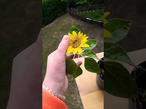 Привет💖это мой любимый цветок, подсолнух🌻💫 #angel #audio #music #barbie #love #art #phonkagressive