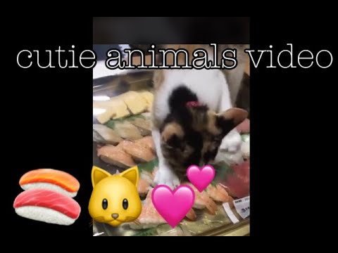 【動物の癒される動画集】Japanese cat want to eat sushi!/猫の可愛い動画
