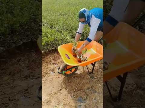 Hard work Malaysia 💪#youtubeshorts #trending #work #hardwork #shortvideo #shorts #short #workshorts