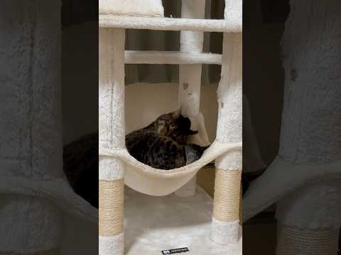 ペ ペ ペ ペ ペ………ペ ペ ペ ペ ペ………カカカカカカカカカカカ