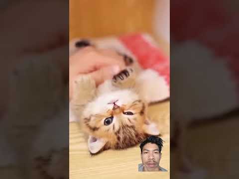 emang lucu mainin anak kucing