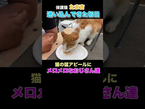 迷い込んできた猫が猛アピール過ぎるw #shorts #佐賀よかでしょう #佐賀よか #猫 #cat #保護猫 #保護猫と犬