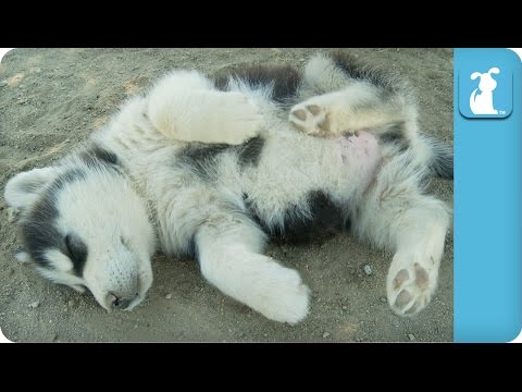 Husky Puppy Gets Belly Rub - Puppy Love - UCPIvT-zcQl2H0vabdXJGcpg