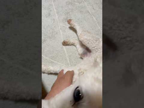 犬の動画サムネイル - #shorts 今晩のタローちゃん　トイプードル　2025年6月1日