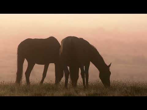 Priče s Istoka - Australski divlji konji - Subota 17:05