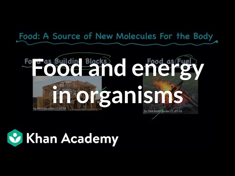 Food and energy in organisms | Middle school biology | Khan Academy