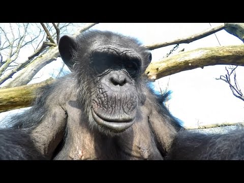 GoPro: Chimp vs. Drone at the Zoo - UCqhnX4jA0A5paNd1v-zEysw