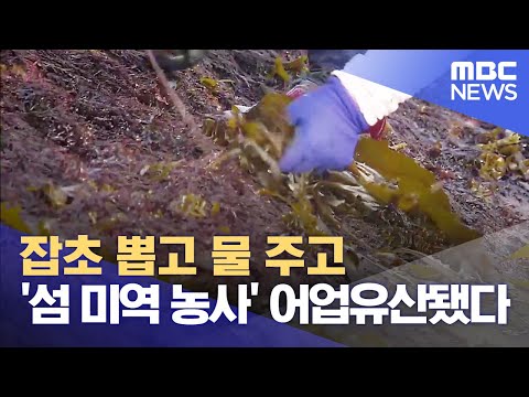 '조간대 돌미역 채취' 국가중요어업유산 지정 (2023.11.06/뉴스데스크/목포MBC)