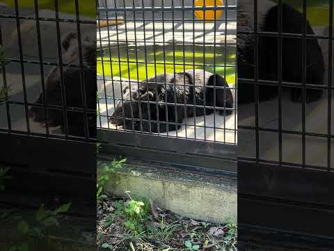 大森山動物園のツキノワグマ・ルビーちゃんの観察日記2025年9月22日 サムネイル