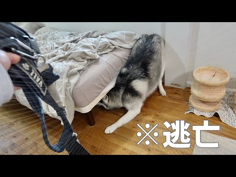 【拒否】お出かけ前に必死の逃亡劇を繰り返す弟と呆れる兄www【シベリアンハスキー】