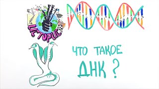ДНК - Что это такое?