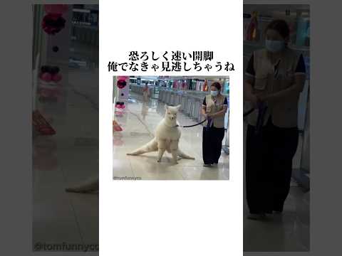 猫の動画サムネイル - 実はスーパースローで撮られた動画です