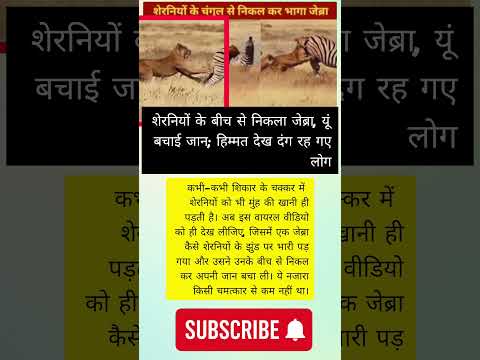 शेरनियों के बीच फंसा जेब्रा... ऐसे बचाई जान😱#viralvideo #shortsfeed #wildlife