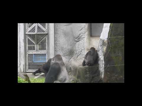 台北市立動物園のゴリラ兄弟：ジャバリとリンゴの魅力と最新情報 サムネイル