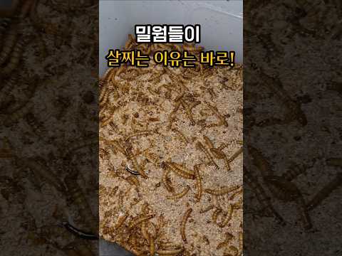 밀웜들이 살찌는 이유? #제발돼라 #밀웜 #사마귀 #곤충 #곤충키우기 #worms #insects