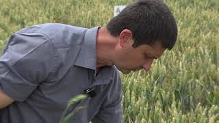 КАНТИК – трикомпонентна защита срещу болестите в пшеница.