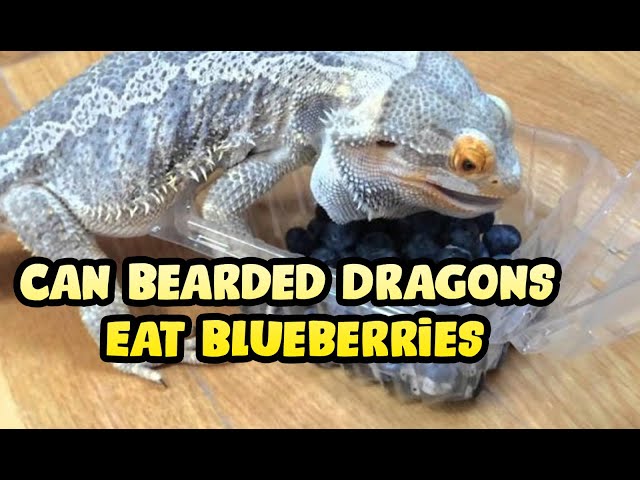 How Many Blueberries Can A Bearded Dragon Eat?