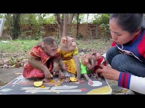 Newborn Baby Monkey Ronaldo & Selena 2042