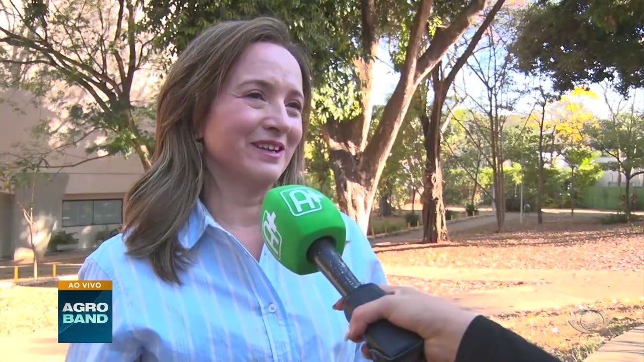 Florada do ipê amarelo árvores colorem as ruas de Brasília