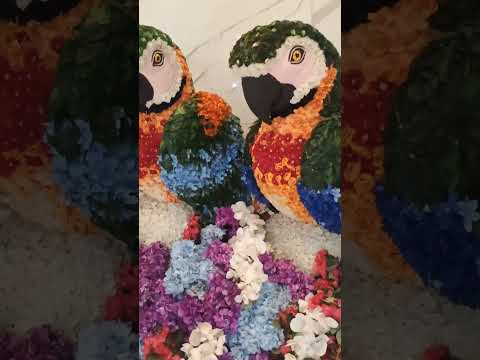 🦜MostBeautiful Bird❤️#shorts#ytshorts#youtubeshorts#viral#reels#shortsfeed#explore#trending#song#fun