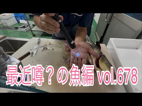 最近噂？の魚編 vol.678