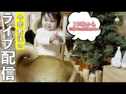 みいちゃんときなこ、今年最後のライブ配信をします！