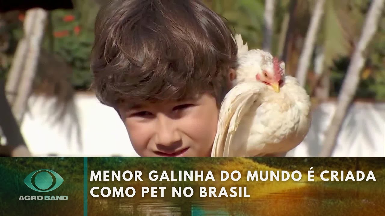 Menor galinha do mundo é criada como pet no Brasil