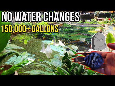 I Don't Do Waterchanges on 150,000+ Gallons! Here' Join this channel to get access to perks_
https_//www.youtube.com/channel/UCKkQU6Nl2dBSRj5B2b3B3wA/j