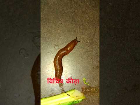 vichitra kida 🐛 #viral #short #shorts #trending #youtube #shortsviral #ytshorts #yt