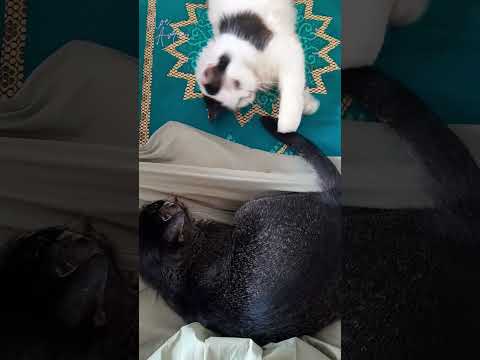 'Pingsan' dgn sendirinya.. 😅 #shorts #cat #funnycats #youtubeshorts #kucinglucu