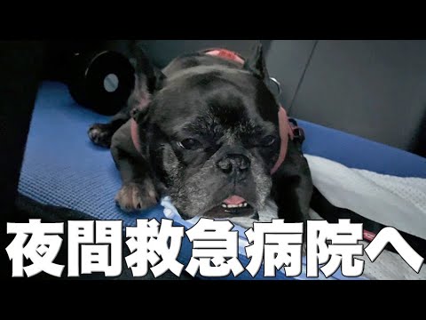 夜間救急動物病院に行ってきました