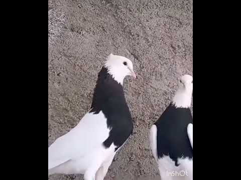 Kabootri Masti time #haryanvisong #haryanvi #dance #viral #pigeon #kabootarba #kabutar #birds