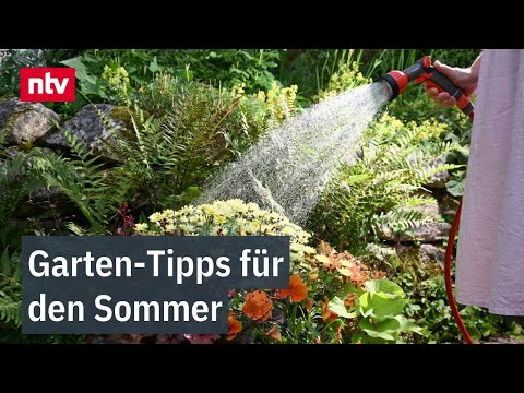Der perfekte Zeitpunkt zum Blumengießen bei Hitze: Garten-Tipps für den Sommer
